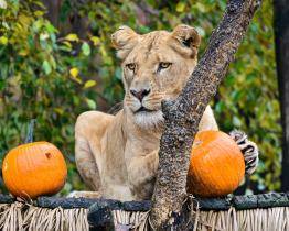 Smutek ve zlínské zoo. Lvici Bonu se zachránit nepodařilo