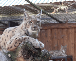 Den zvířat věnovali záchranné stanici Pasíčka
