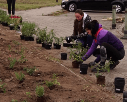 Po růžích a levandulích vysadí tradiční odrůdy stromů