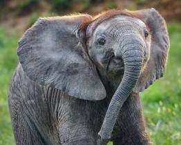 I přes tři ztracené měsíce hlásí zlínská zoo rekordní návštěvnost