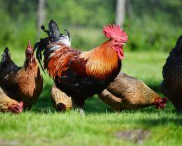 Státní veterinární správa zakázala chov drůbeže pod širým nebem