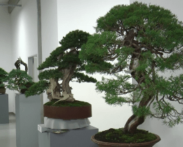 Staré Město zaplnily bonsaje