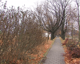 U hvězdárny vyroste za pár let ovocný sad