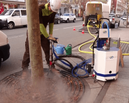 Platany ošetřili speciální injektáží