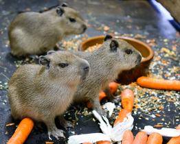 Ve zlínské zoo se narodily malé kapybary