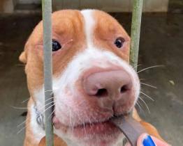 Vánoce v útulku. Pamlsky pro čtyřnohé mazlíčky darovali školáci, firmy i pracující