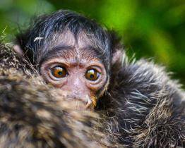 Zlínská zoo má nového chvostánka