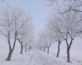 Jaká bude nejkrásnější Alej roku? Hlasovat můžete i vy