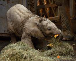 Afričák slaví půl roku! Dostal dort a krásné nové jméno