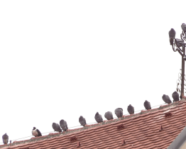 Krmení je u kašny zakázáno