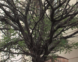 Výměna akátů v Havlíčkově ulici