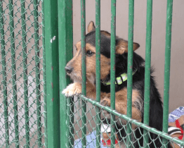 Nový útulek by měl stát už v novém roce