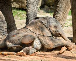 Narození „afričáka“ a vysoká návštěvnost. Rok 2021 byl ve zlínské zoo mimořádně úspěšný