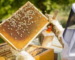 Kraj letos podpoří včelaře jedním milionem korun