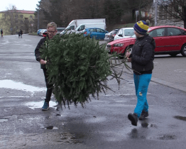 Začal čas likvidace vánočních stromků