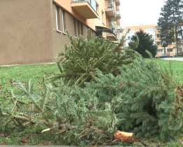 Sběr vánočních stromků bude zahájen 10.ledna