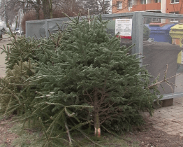 Ve městě začíná svoz vánočních stromků, potrvá do půlky února