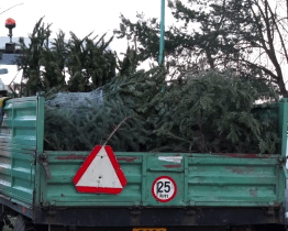 Vánoční stromky se přemění na kompost