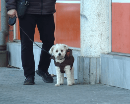 Blíží se čas splatnosti sazeb za odpady i psy