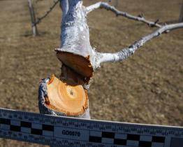 Vandalové poškodili více než 100 ovocných stromů. Měly cenu přes čtvrt milionu