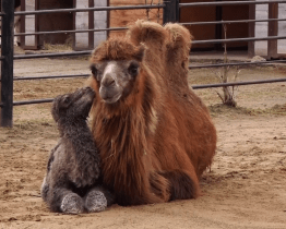 Zoo se těší z přírůstků velblouda a klokanů