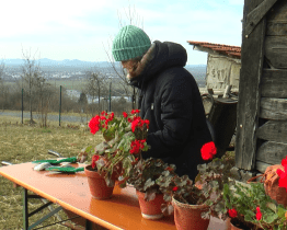 Na Rochusu se větraly peřiny a přesazovaly muškáty