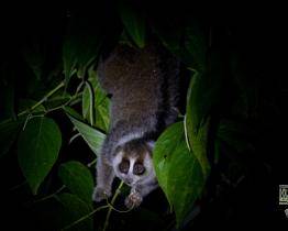 Zlínská zoo pomáhá chránit zvířata ve volné přírodě. Na záchranu outloňů poslala 6 000 dolarů