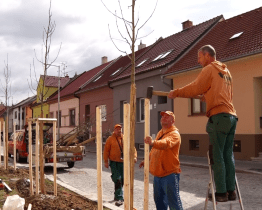 Zrekonstruované ulice doplnily nové stromy