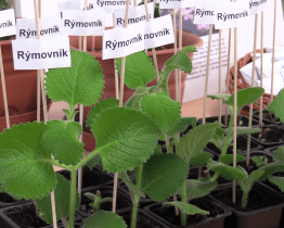 Knihovna nabídla výměnu rostlin