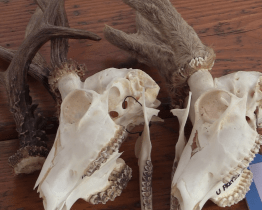 Děti se dozvěděly, jak vypadají parůžky srnce i jeho stopy