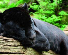 Do zlínské zoo přicestoval jaguáří samec Dany