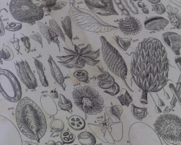 Muzeum se věnuje planým rostlinám