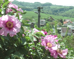 Jedna ze zahrad skrývá nejkrásnější květy v Evropě