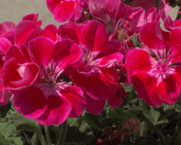 Tři zmrzlí muži doslavili jmeniny, město může rozkvést  