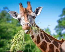 Neukáznění návštěvníci zlínské zoo krmí zvířata a porušují zákaz vstupu
