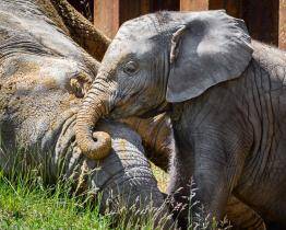 Zyqarri slaví první narozeniny. Která známá osobnost bude jeho kmotrem?
