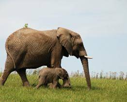 Fantazie! Zlínská zoo byla v roce 2021 třetím nejnavštěvovanějším místem v ČR