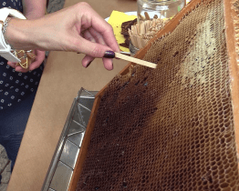 Muzejní noc patřila včelám 