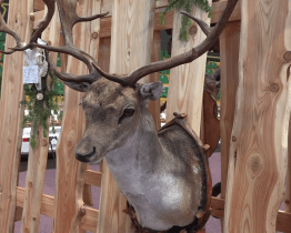 V Zubří vystavují jedinečné paroží jelena