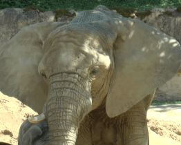 Nejslavnější slůně slavilo narozeniny