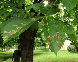 Hodonín se pustil do boje s klíněnkou jírovcovou