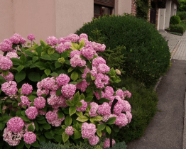 Radnice opět vyhlásila soutěž Kvetoucí Hodonín