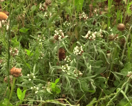 Kraj zajišťuje údržbu chráněných území 