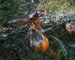Ve zlínské zoo se narodili čtyři vydrýsci