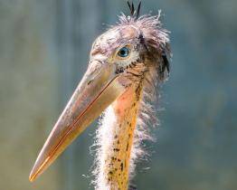 Chovatelský úspěch světového významu! Ve zlínské zoo se narodilo mládě marabu menšího