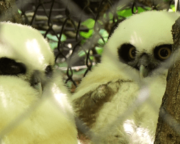 V zoo přibyli dravci i přímorožec arabský