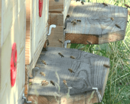 Hasiči zachraňují nejen životy, ale i životní prostředí