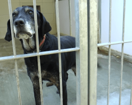 Radnice bude nově vozit nalezené psy do útulku ve Zlíně 