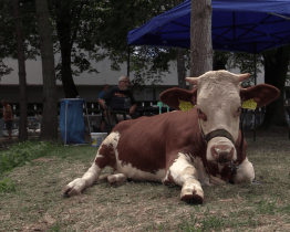 Na výstavu chovatelů lákala kráva Matylda a králičí hop