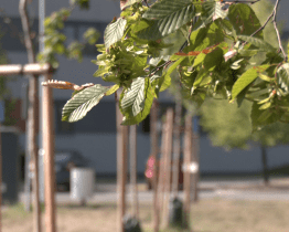 Stromy pro nemocnici zvelebují nemocniční areál